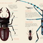 Tavole sugli insetti